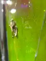 Donkey King - BIG7 – Bild 6