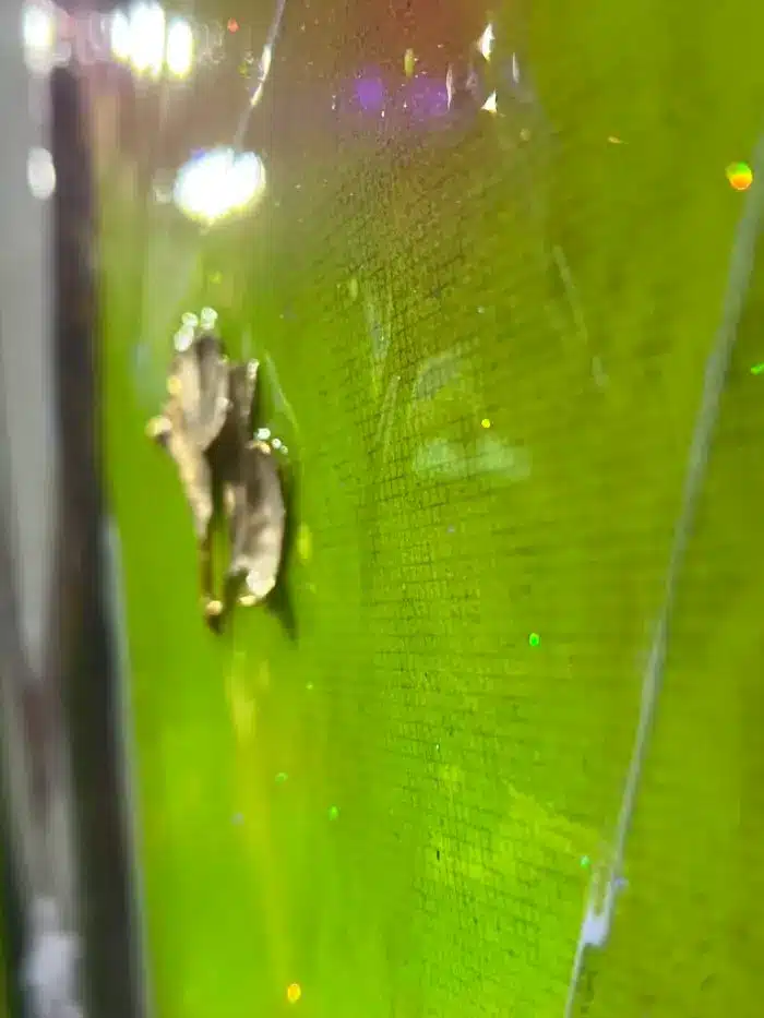 Donkey King - BIG7 – Bild 6