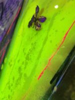 Dragon King - BIG7 – Bild 9