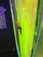 Dragon King - BIG7 – Bild 8