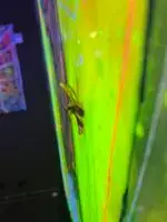 Dragon King - BIG7 – Bild 8