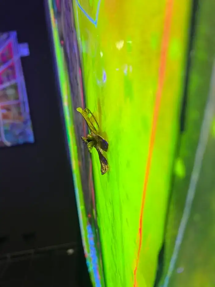 Dragon King - BIG7 – Bild 8