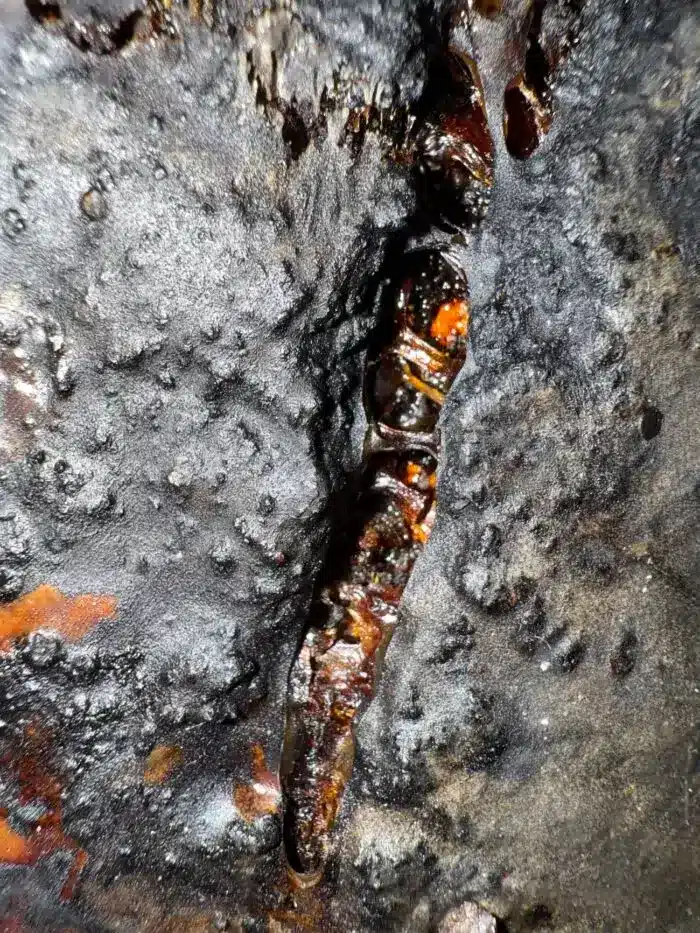 Häutungen No.2 - Unikat – Bild 5