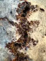 Häutungen No.2 - Unikat – Bild 6