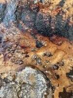 Häutungen No.3 – Bild 5