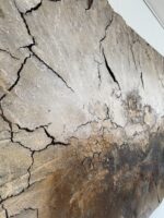 Häutungen No.3 – Bild 11