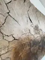 Häutungen No.3 – Bild 11