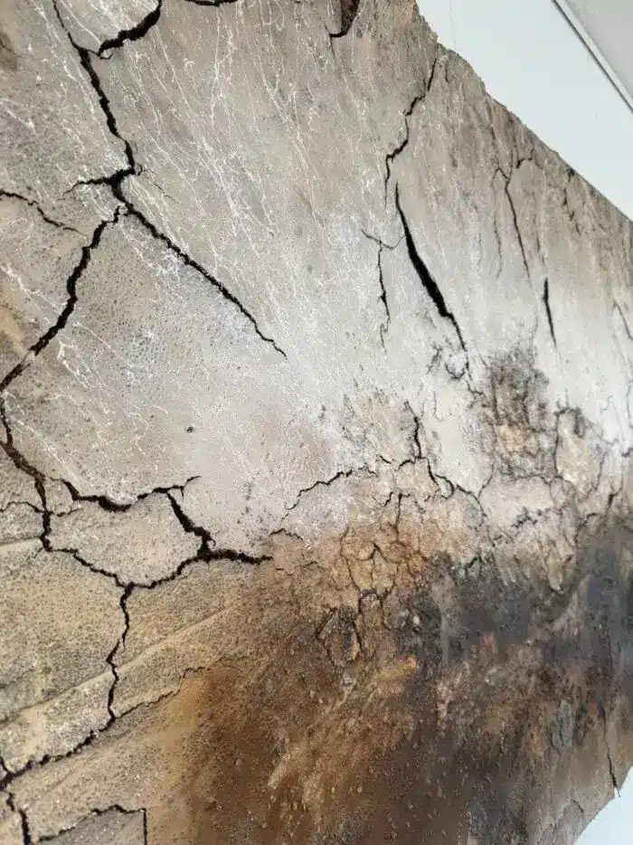 Häutungen No.3 – Bild 11