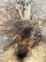 Häutungen No.1 – Bild 5