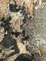 Häutungen No.1 – Bild 7