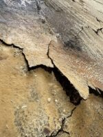 Häutungen No.1 – Bild 9