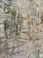 ART XII – Bild 4